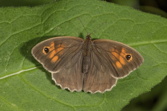 A female ox-eye (Maniola jurtina) with orange-coloured dots sunbathing on a leaf, Baden-W&uuml;rttemberg, Germany