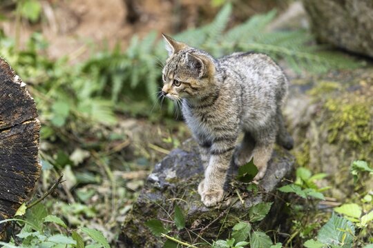 A small kitten cautiously exploring a moss-covered stone in the forest, wildcat (Felis silvestris), kitten, Germany