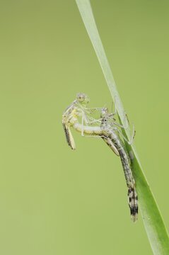 Willow Emerald Damselfly (Chalcolestes viridis) hatching, hatching, larva, dragonfly larva, North Rhine-Westphalia, Germany