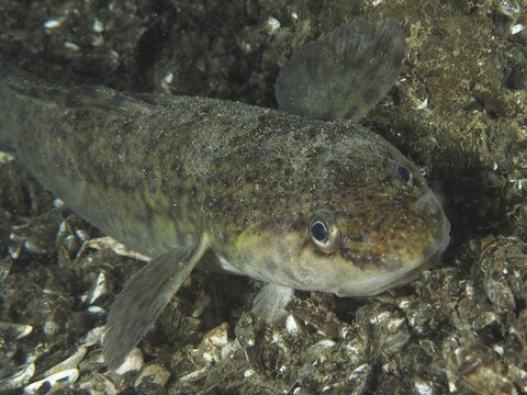 Portrait of burbot, burbot (Lota lota), rudd. Dive site Riff Williams, Herrliberg, Lake Zurich, Canton Zurich, Switzerland