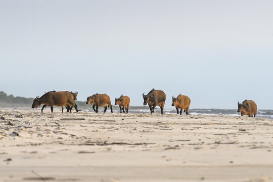 Red buffalo or forest buffalo (Syncerus nanus) on the beach, Petit Loango, Loango National Park, Parc National de Loango, Ogoou&eacute;-Maritime Province, Gabon
