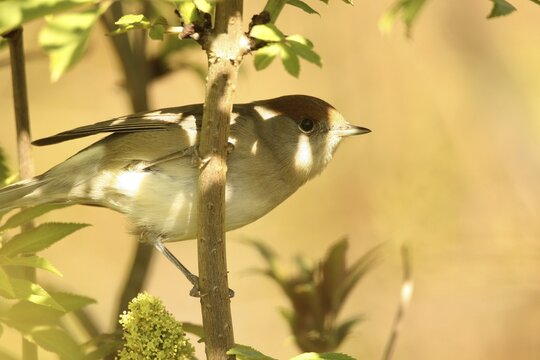 Eurasian blackcap (Sylvia atricapilla) female secured in bushes, Allg&auml;u, Bavaria, Germany