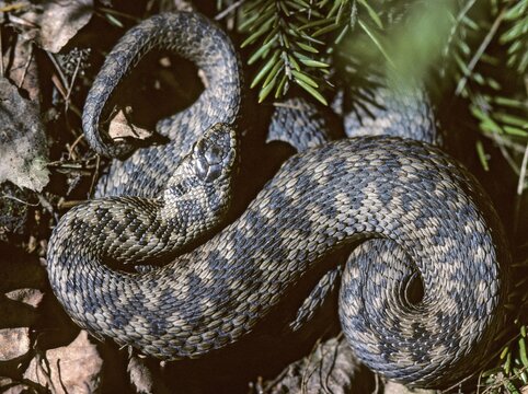 European adder, European viper, venomous snake, vipera berus, critters, poisonous reptilia, reptilia, snakes, snakes