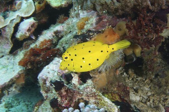 Bright yellow boxfish (Ostracion cubicus), juvenile, swimming in a coral reef, dive site SD, Nusa Ceningan, Nusa Penida, Bali, Indonesia