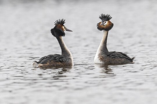 Great Crested Grebe (Podiceps Scalloped ribbonfish), courtship display, Emsland, Lower Saxony, Germany