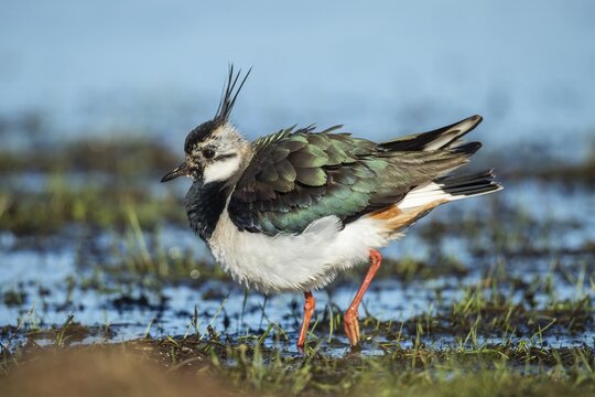Northern lapwing (Vanellus vanellus) in a wet meadow, Lake D&uuml;mmer, Lembruch, Lower Saxony, Germany