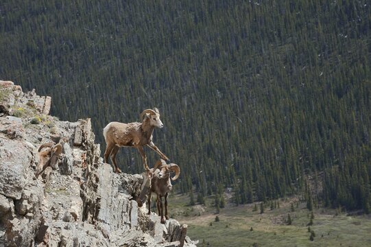 Rocky Mountains bighorn sheep (Ovis canadensis canadensis), rams standing on a rock, Jasper National Park, Alberta, Canada