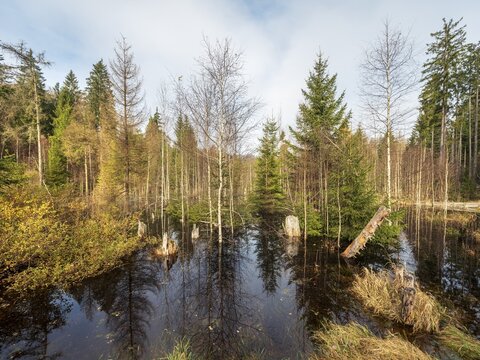 Moor in the forest, Bavarian Forest, Lower Bavaria, Bavaria, Germany