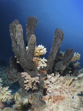 Sea sponge Erect finger sponge (Hyrtios erectos), Dive site Abu Fendera, Egypt, Red Sea