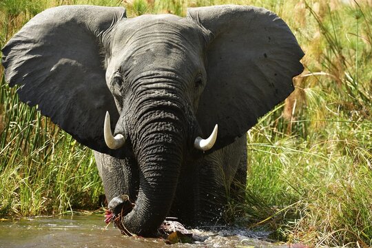 Elephant (Loxodonta africana) standing in water, Okavango Delta, Botswana