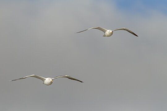 Two lesser black-backed gulls (Larus fuscus) gliding along the Danish North Sea coast, aerial photograph, flying in pairs, August, Denmark