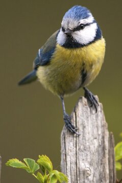 Blue tit, parus caeruleus, birds, garden, garden fence, garden fence, high size, portrait format, tits, passeri, songbirds, songbirds, tits, birds