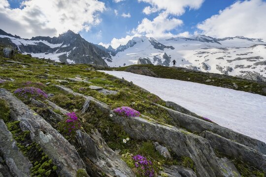 Hikers in front of snow-covered mountains, high alpine landscape with glacier Furtschaglkees, Berliner H&ouml;henweg, Zillertaler Alps, Zillertal, Tyrol, Austria