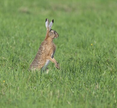 European hare (Lepus europaeus) standing on its hind paws in a meadow, European hare making a cone, wildlife, Thuringia, Germany