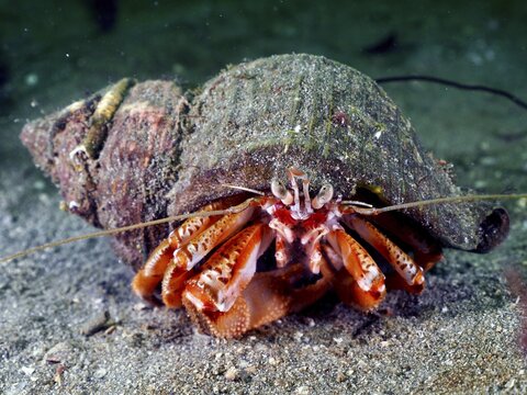 A Striped hermit crab (Pagurus anachoretus) in its grey-brown shell on a sandy bottom. Dive site Rinvyle, Co. Galway, Irish Sea, North Atlantic, Ireland