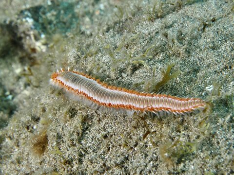 Fire-spout worm (Hermodice carunculata) moving across a sandy seabed, dive site: El Cabron Marine Reserve, Arinaga, Gran Canaria, Spain, Europe, Atlantic Ocean
