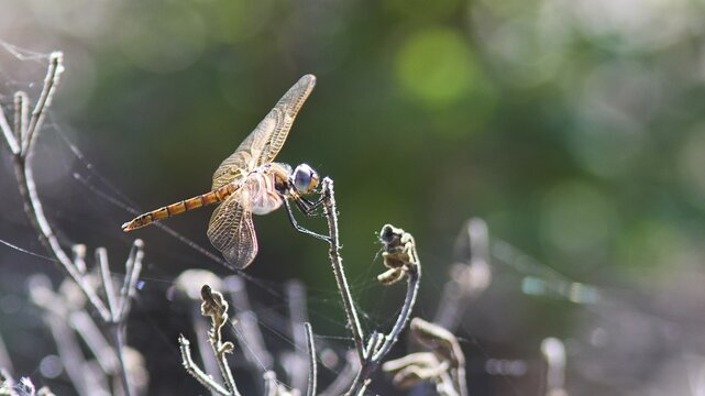 Close-up of a dragonfly on a branch with blurred green background, dragonfly (Libellulidae), Gadoura Reservoir, Gadouras, reservoir, Rhodes, Dodecanese, Greek Islands, Greece