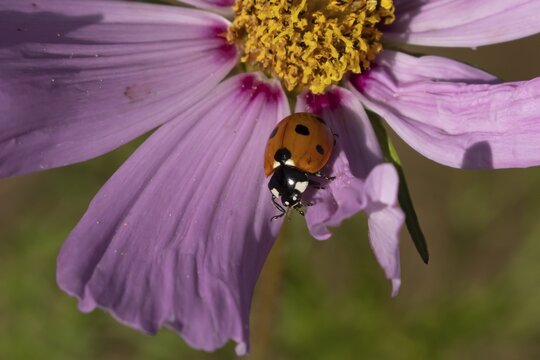 Seven-spot ladybird or Ladybug (Coccinella septempunctata) adult insect on a garden Cosmos flower in summer, England, United Kingdom