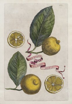 Lemons and lemons cut in half on branches with leaves and decorative banner Lima Dulcis et Lima Acris, citrus fruit, citrus fruits, hand-colored copper engraving from Giovanni Baptista Ferrari Hesperides, Sive, de Malorum Aureorum Cultura et Usu Libri Quatuor, Rome, 1646