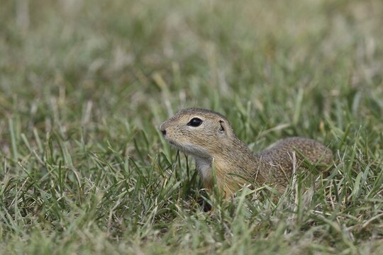 European ground squirrel (Spermophilus citellus) in a meadow, Burgenland Austria