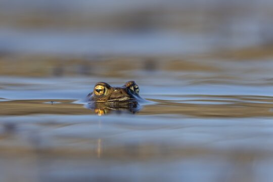 While the male common toads (Bufo bufo) spend several weeks in the spawning waters, the females leave immediately after laying their eggs, spawning time, Denmark