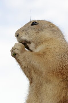 Black-tailed prairie dog (Cynomys ludovicianus), foraging, captive, occurring in North America