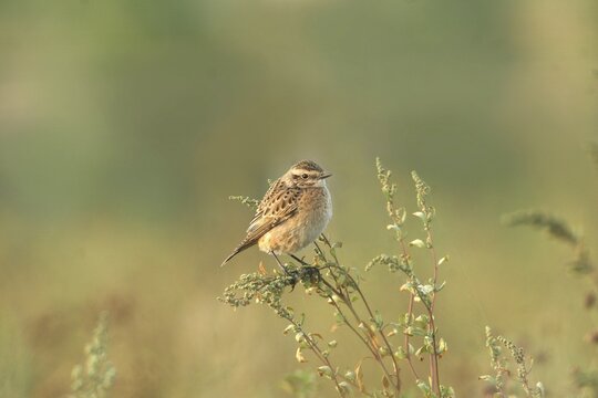 Whinchat (Saxicola rubetra) Female in Plain Dress, Allg&auml;u, Bavaria, Germany