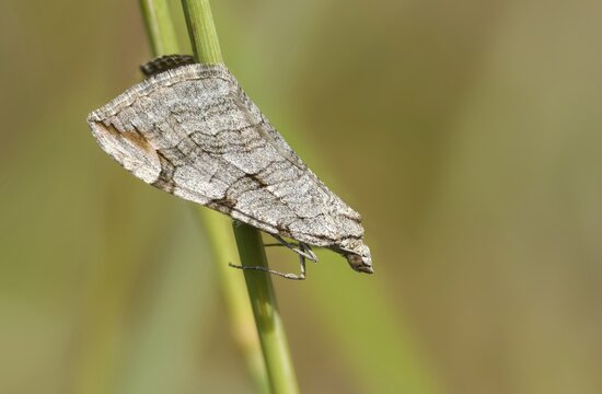 Aplocera plagiata, gray moth, St. John's wort moth, dry turf hartheu gray moth, butterfly, insects, moths, moths, moths, moth, butterfly, treble bar