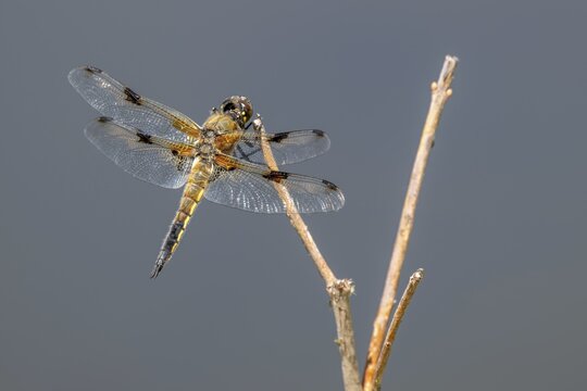A four-spotted dragonfly (Libellula quadrimaculata) perched on a blade of grass, Littlewood Ranch, Limbach, Burgenland, Austria