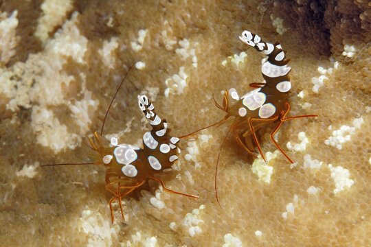 Hollow-backed shrimp (Thor amboinensis) on clinging anemone (Crypdodendrum adhaesivum), Red Sea, Gota Abu Ramada, Hurghada, Egypt