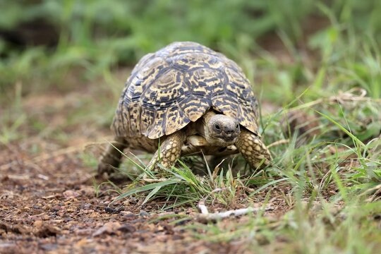 Panther tortoise (Testudo pardalis), adult, running, foraging, Pilanesberg National Park, North West Province, South Africa