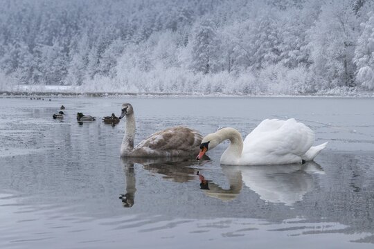 Cygnus olor, mute swan, anatidae, birds, duckbirds, cusp swan, swans, snow, swans, birds, waterbirds, waterbirds, winter