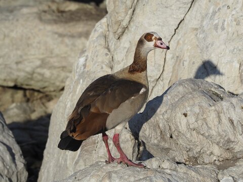 Goose with brown plumage, Nile Goose (Alopochen aegyptiaca), standing on a rocky area, Boulders Beach, Simon's Town, Cape Town, South Africa