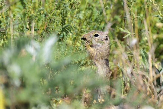 A young European ground squirrel (Spermophilus citellus) eats seats, leaves and flowers in a green meadow with tall vegetation on a sunny day. Austria