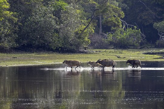 Red buffalo or forest buffalo (Syncerus nanus) crossing a river, Loango National Park, Parc National de Loango, Ogoou&eacute;-Maritime Province, Gabon