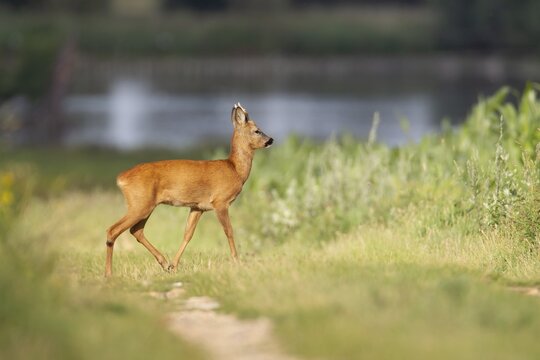 Roe deer (Capreolus capreolus) adult male buck in grassland, Suffolk, England, United Kingdom