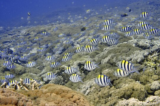 Large school of striped tropical fish, Indo-Pacific sergeant (Abudefduf vaigiensis), swimming over coral reef in clear water, dive site SD, Nusa Ceningan, Nusa Penida, Bali, Indonesia