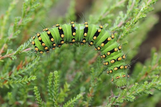 Caterpillar of a night peacock (Saturnia) on leaf, Goldenstedter Moor, Oldenburger M&uuml;nsterland, Lower Saxony, Germany