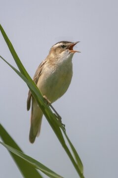 Acrocephalus Schoenobaenus, Sedge Warbler, Birds, Song, High Size, Portrait Format, Passeri, Singing, Songbirds, Birds, Warbler