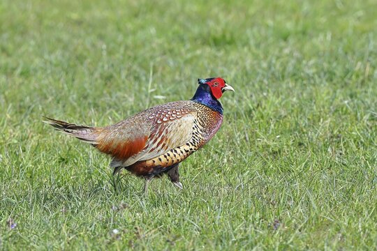 Pheasant, hunting pheasant (Phasianus colchicus), adult male bird in a meadow, wildlife, Lembruch, Ochsen Moor, D&uuml;mmer nature park Park, Lower Saxony, Germany