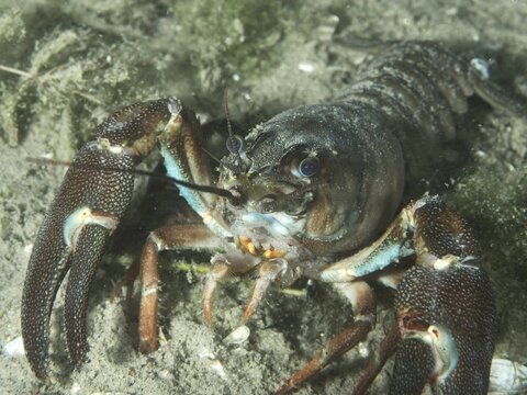 A close-up of signal crayfish (Pacifastacus leniusculus), American crayfish, invasive species, in the sand. Dive site Terlinden, K&uuml;snacht, Lake Zurich, Canton Zurich, Switzerland