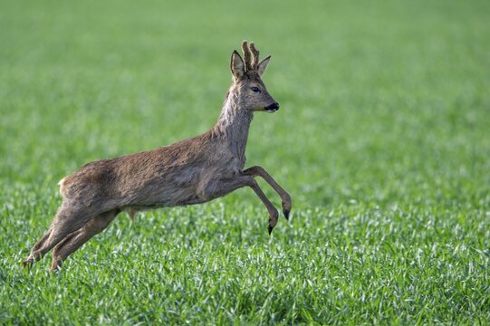 Roe deer (Capreolus capreolus), Oldenburger M&uuml;nsterland, Vechta, Lower Saxony, Germany