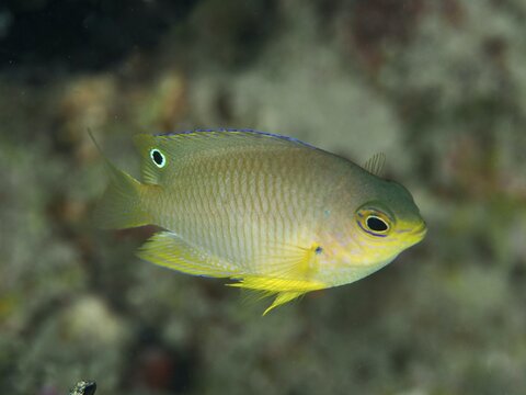 Yellow fish with distinctive eye, Ambon demoiselle (Pomacentrus amboinensis), demoiselle, damselfish, swimming in its natural environment, dive site Spice Reef, Penyapangan, Bali, Indonesia