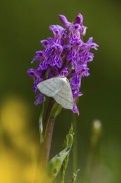 Broad-leaved fingerroot, broad-leaved cuckoo flower, broad-leaved marsh orchid, orchidaceae, orchidaceae, orchids, orchids, orchids, orchids, orchids, orchid plants, tensioner, white-fronted marsh orchid, butterfly, common marsh orchid, common white wave, orchid fan, orchid, flora, high size, portrait, insects, moths, moths, moths, plants, butterfly