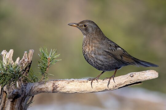 Blackbird (Turdus merula), female, sitting on a branch, Tyrol, Austria