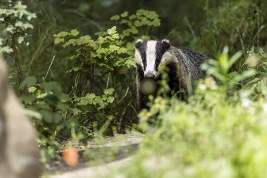 Badger partially hides behind plants and observed, european badger (Meles meles), Germany