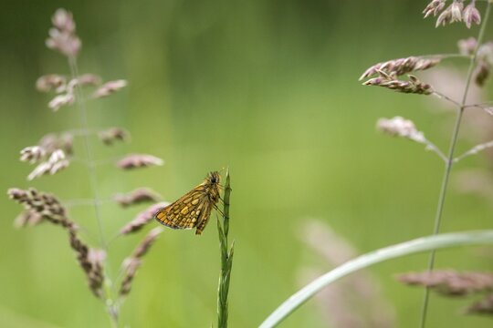 Colorful bighead, carterocephalus palaemon, chequered skipper, yellow cube thighead, butterfly, insects, butterfly, butterflies, butterflies