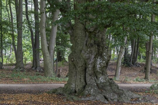 Ancient European beech (Fagus sylvatica), Emsland, Lower Saxony, Germany
