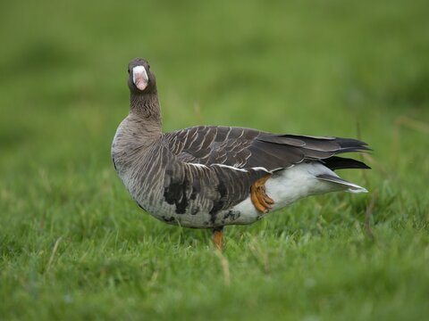 Greater white-fronted goose (Anser albifrons), Bislicher Insel, Xanten, North Rhine-Westfahen, Germany