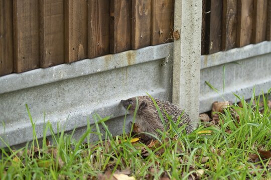European hedgehog (Erinaceus europaeus) adult animal next to a concrete based wooden garden fence, England, United Kingdom